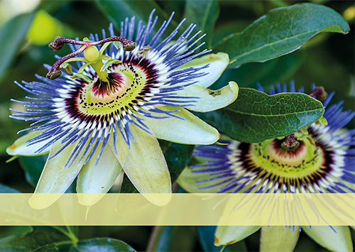 Postkarte Augenblicke der Besinnung - Grußkarte Zeit